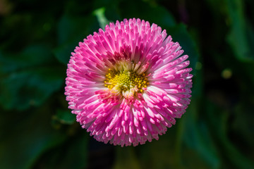 Fototapeta premium rosa weiße bulme