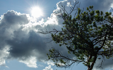Green tree, sky and sun is shining