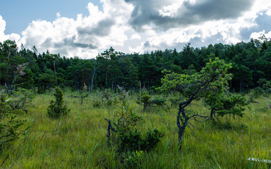 Green swamp trees, walking trail