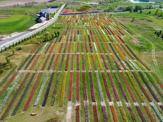 Landscape of Netherlands tulips with sunlight in Netherlands.