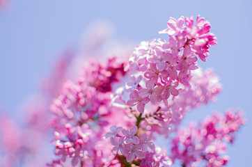 Blooming branch of lilac in the open air blooms in May