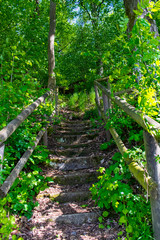 Treppe in den Wald