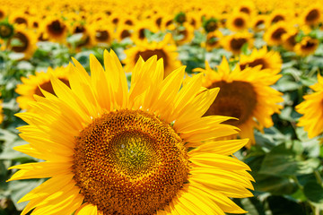 Summer field of sunflowers on a sunny day