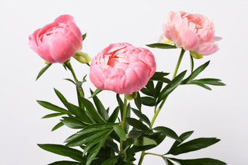 Beautiful peonies