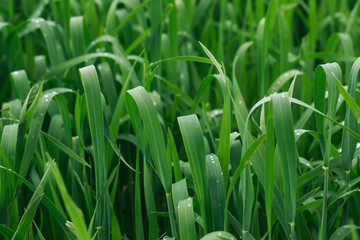 Fototapeta na wymiar Lush green grass. Spring background. Drops of dew on the leaves. Copy space. Fresh bright texture.