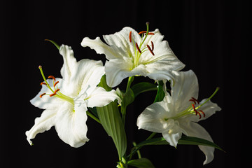 Fototapeta na wymiar Beautiful white lilies on a black background close-up. Three flowers on one branch. Lilies in the bright evening sunlight. Delicate white lilies in soft focus.