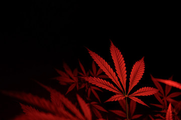 red marijuana leaf on black background