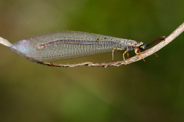 Image of an antlion on branch on a natural background. Insect, Animal.