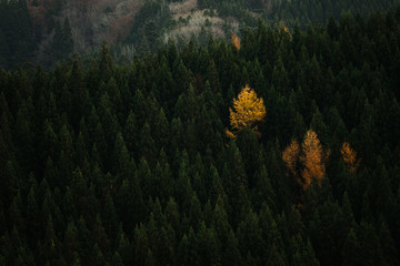 スギとカラマツの森