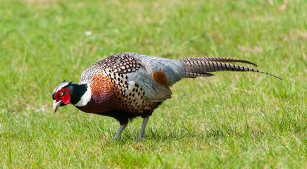 Adult male Common Pheasant foraging on grassland