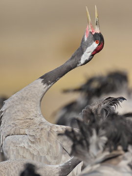 Gallocanta,Zaragoza/Spain; Feb.11, 2019. The migratory passage of the Common Crane (Grus grus) through the Gallocanta Lagoon. In the image a energetic and relentless trumpeting.