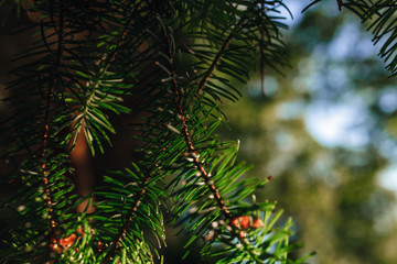 The needles of the tree, close up of green pine needles