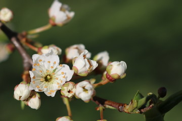 White cherry flowers close-up on a twig against a clear blue sky on a Sunny day.