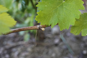 Weinblatt und Knospe auf dem einjährigen Holz