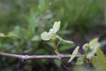 Wein 3-Blattaustrieb