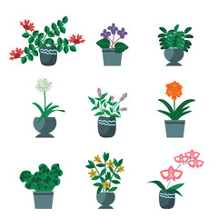 House plants collection