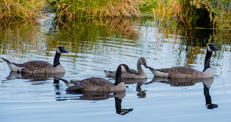Weißwangengans Nonnengans mit ihren Jungen auf einem See