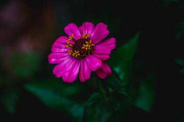 Obraz premium beautiful close up of pink zinnia flower, shot on macro