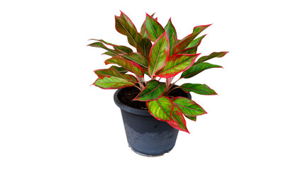 Aglaonema plants in a pot isolated on white background.