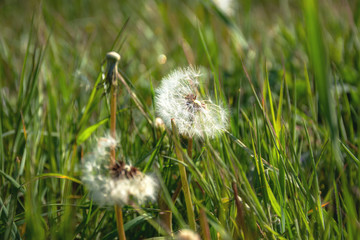 Beautiful flown dandelion on a blurred background, natural background, may flower in selective focus