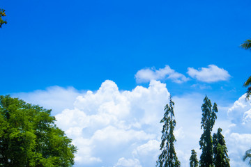 Obraz premium sky with white clouds and tree