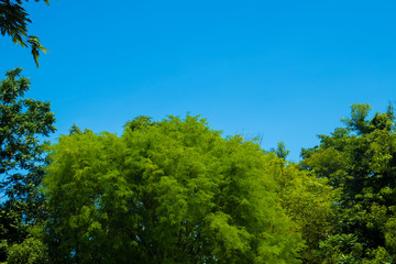 trees and blue sky