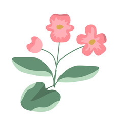 Begonia vector illustration