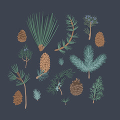 Flat vector set of coniferous plants branches.Holly berries, pine or fir cones, branch of mistletoe and coniferous trees. Hand drawn set on a dark blue background