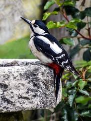 Woodpecker on birdbath