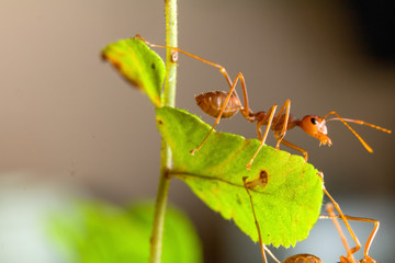 Ant resting on the grass