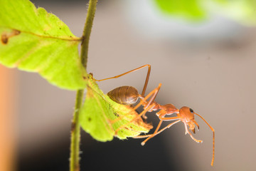 Ant resting on the grass