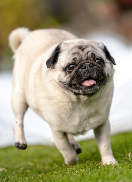 Running Pug