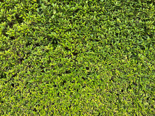 closeup wall of the pine tree leaves is green and refreshing look. naturally walls texture Ideal for use in the design with copy space. Wallpaper, Background or texture.