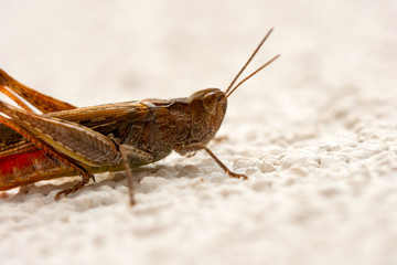 Macro of grasshopper standing on a white stone