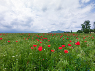Red poppies on a background of mountains. Beautiful summer landscape with blooming poppies field. Kyrgyzstan Tourism and travel.