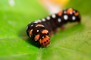 Caterpillar on  leaf