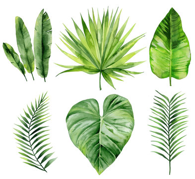 Exotic leaves set. Palm fronds collection. Watercolour illustration isolated on white background.