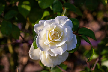Top view of a blossoming white rose flower head on a background of green foliage