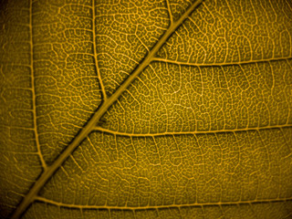 Naklejka na ściany i meble Close up pictures of leaves.