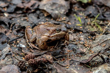 a small brown frog sitting on a carpet from the fallen leaves