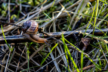little grape snail crawling on the dry grass in the forest.