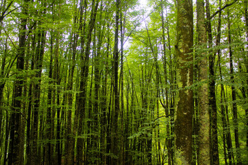 green  forest in Georgia