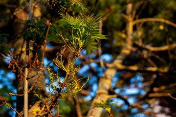 Trees, branches and plans in the sunset rays.