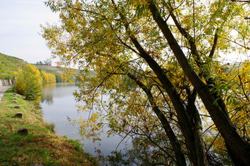 Flußufer mit Bäumen und Büschen in herbstfarben und Weinberg daneben