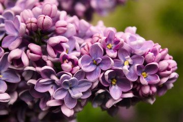 Macro of lilac, purple colorful flower.Lilac branch flowers macro and close-up. Purple and violet flower heads. Nature and flowers.