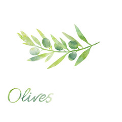 watercolor olive branch with white background
