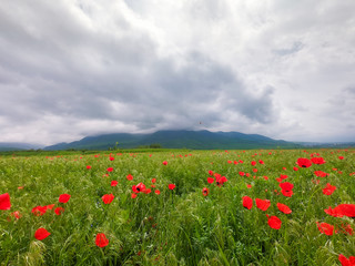 Red poppies. Wild flowers on a background of green grass. Summer natural background.