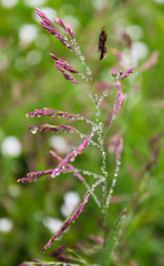 Dew drops on the flowers and plants, macro and close-up photo, nature background.