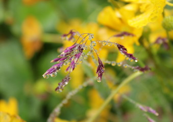 Dew drops on the flowers and plants, macro and close-up photo, nature background.