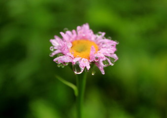 Obraz premium Dew drops on the flowers and plants, macro and close-up photo, nature background.